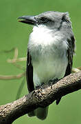 Grey Kingbird