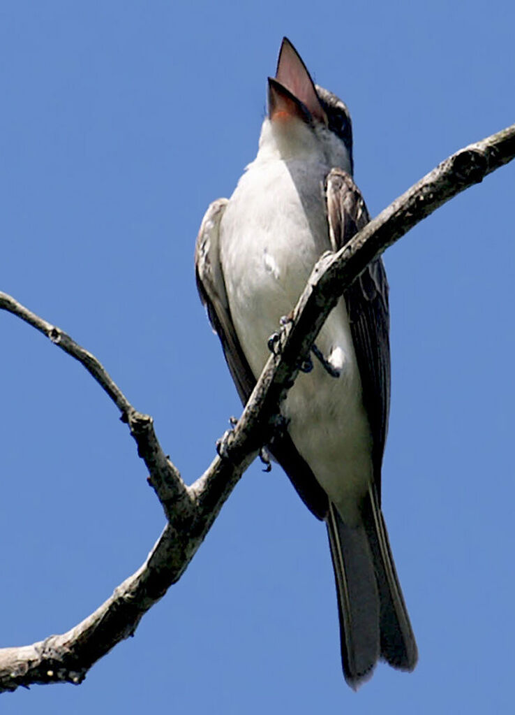 Grey Kingbird