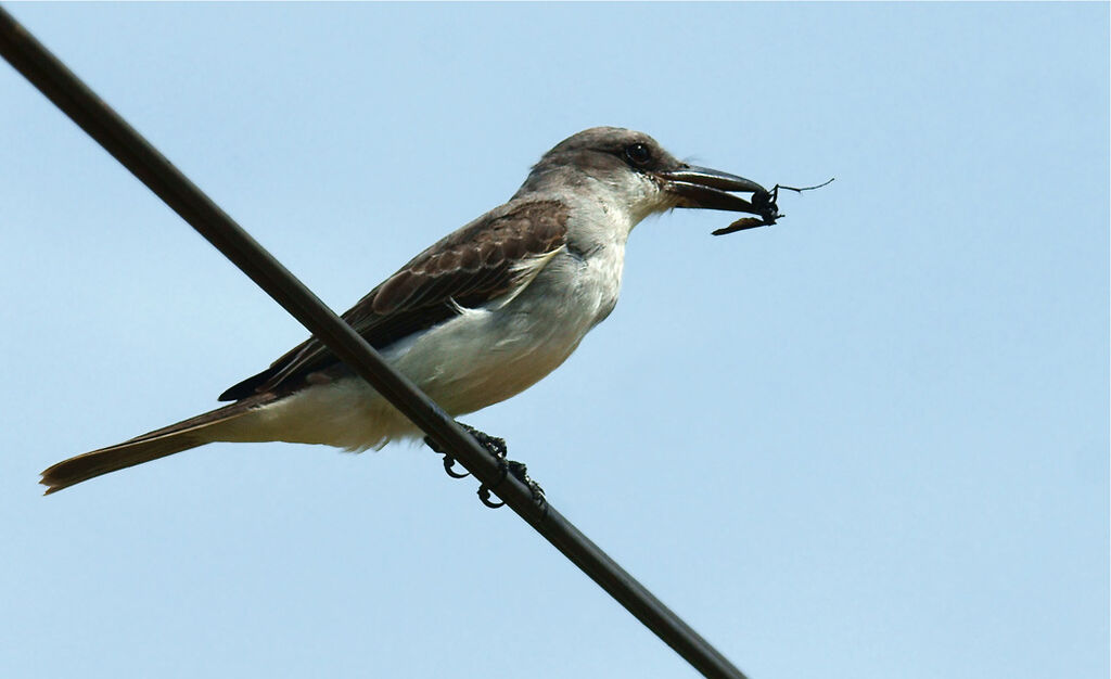 Grey Kingbird