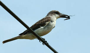 Grey Kingbird