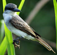 Grey Kingbird