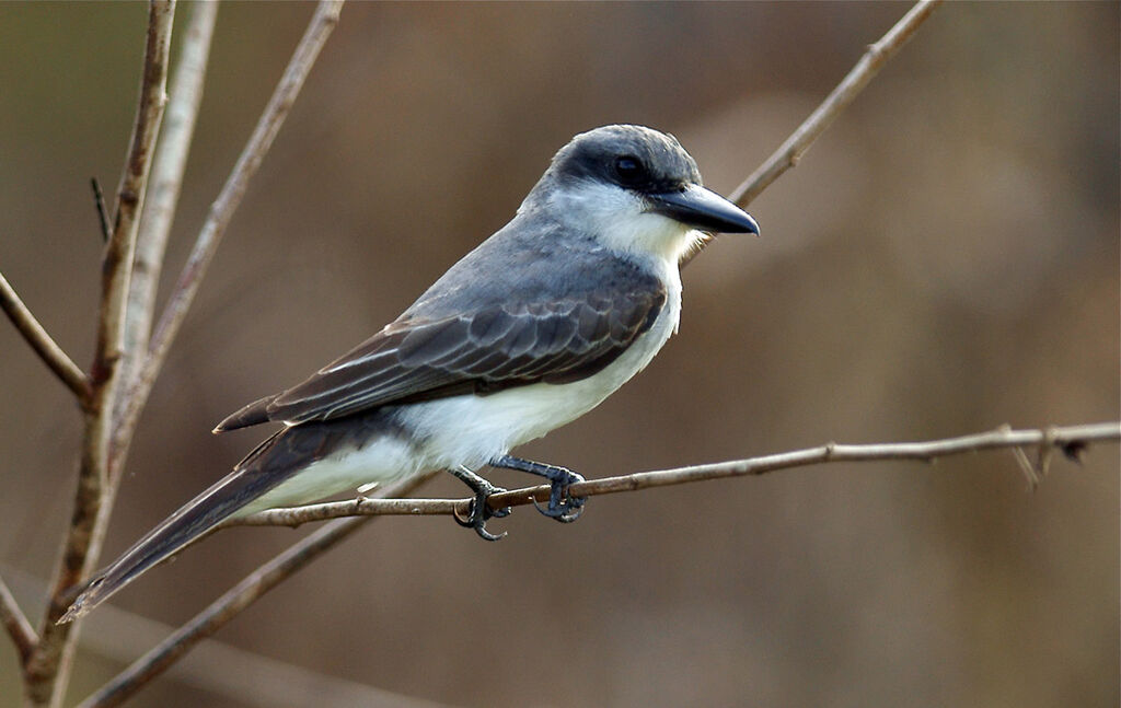 Grey Kingbird