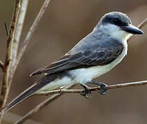 Grey Kingbird