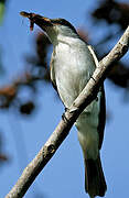 Grey Kingbird