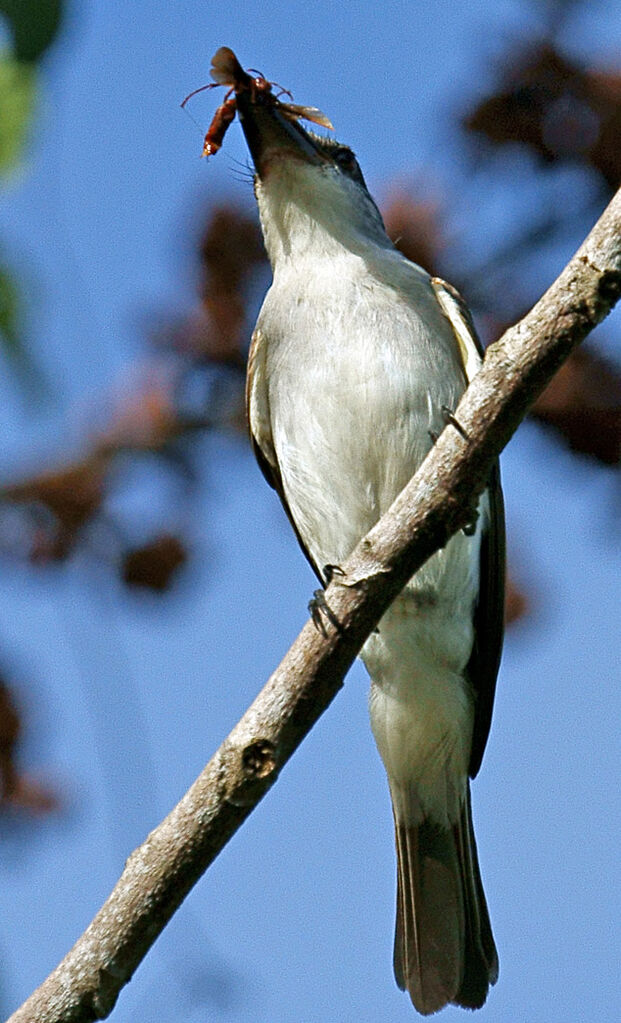 Grey Kingbird, feeding habits