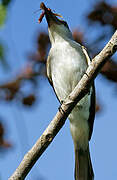 Grey Kingbird