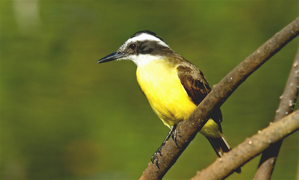 Lesser Kiskadee