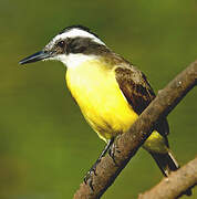 Lesser Kiskadee