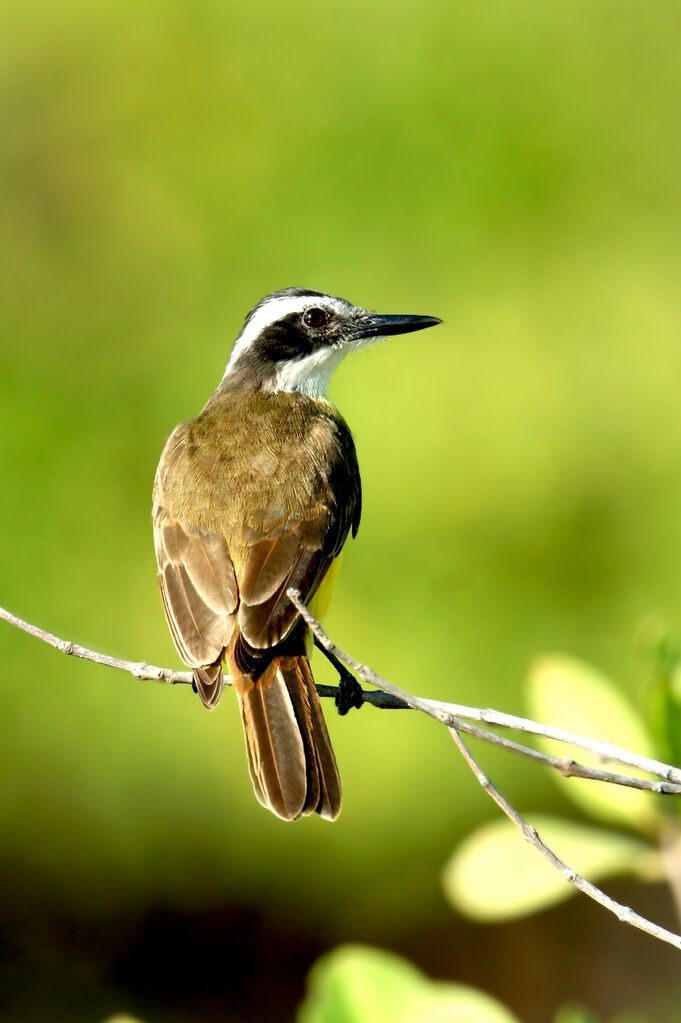Lesser Kiskadee, identification