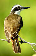 Lesser Kiskadee