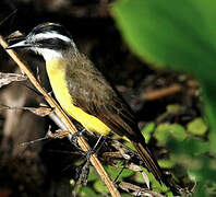 Lesser Kiskadee