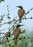 Lesser Kiskadee