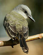 Tropical Kingbird