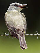 Tropical Kingbird