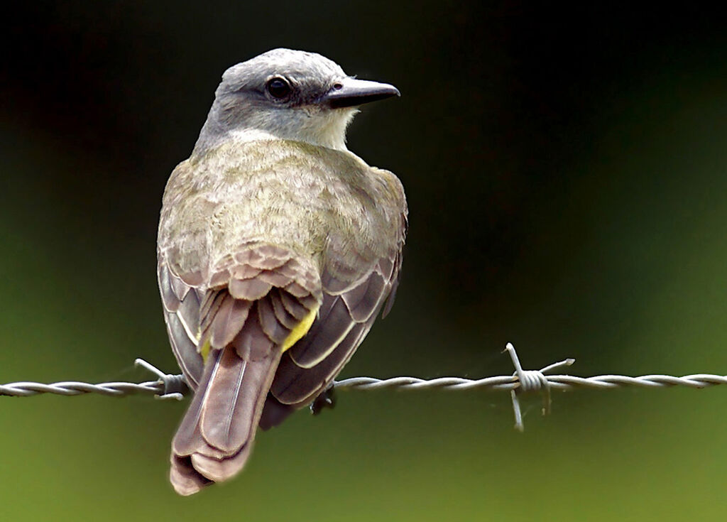 Tropical Kingbird