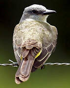 Tropical Kingbird