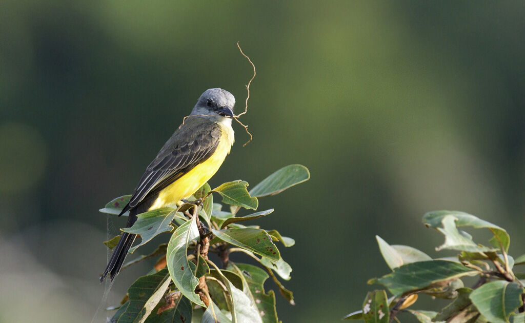 Tropical Kingbirdadult