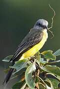 Tropical Kingbird