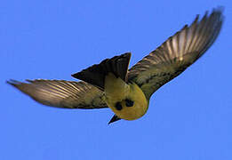 Tropical Kingbird