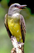 Tropical Kingbird