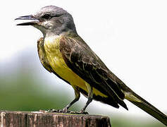 Tropical Kingbird