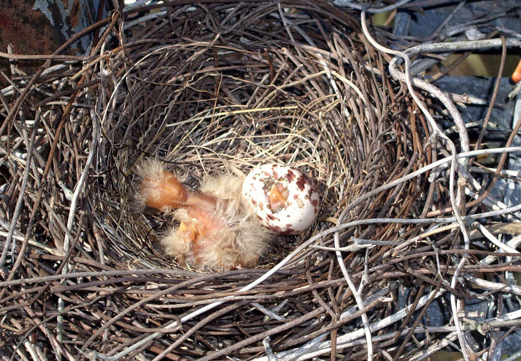 Tropical Kingbird, Reproduction-nesting