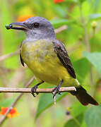 Tropical Kingbird