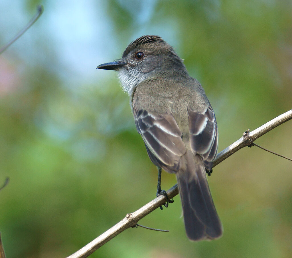 Dusky-capped Flycatcher