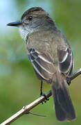 Dusky-capped Flycatcher