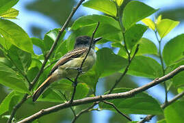 Dusky-capped Flycatcher