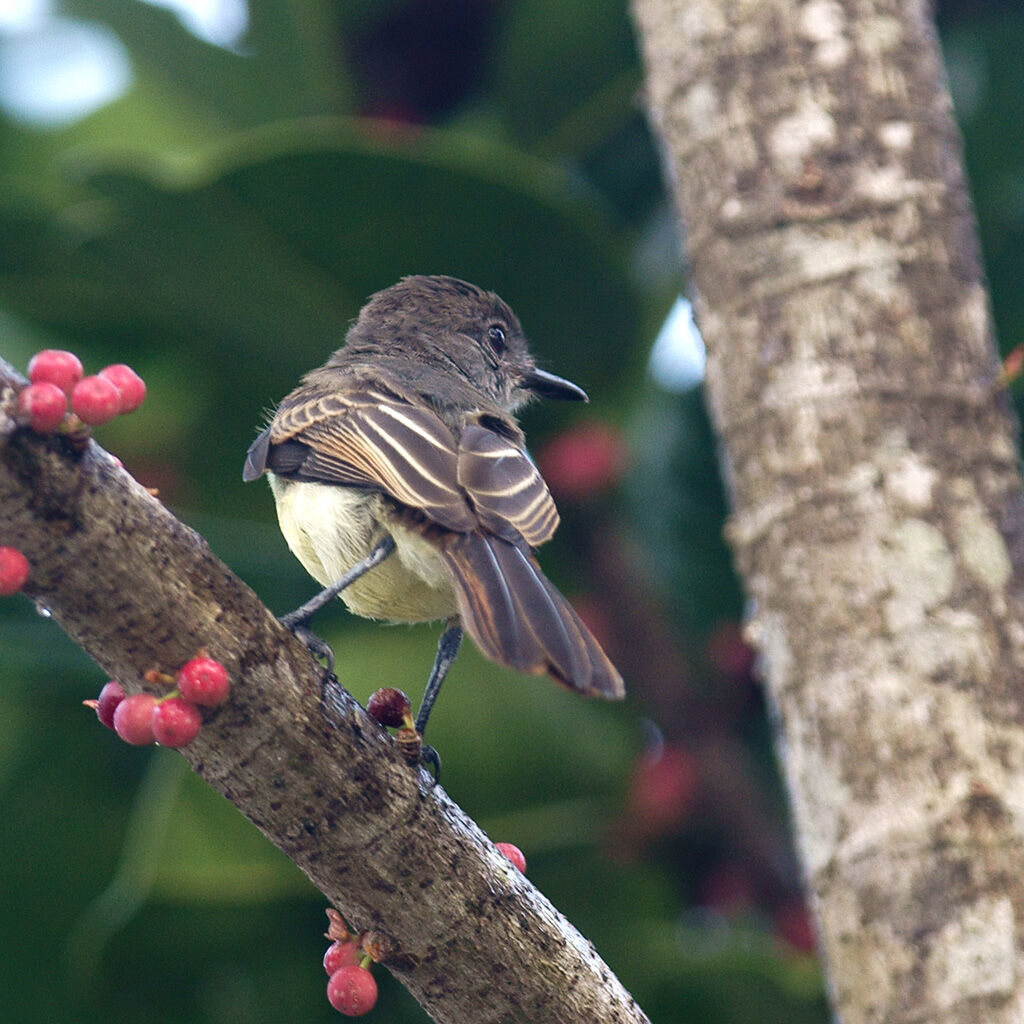 Dusky-capped Flycatcher