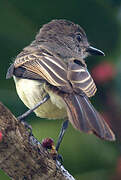 Dusky-capped Flycatcher