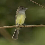 Dusky-capped Flycatcher