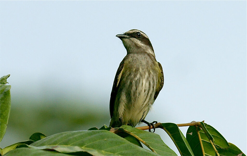 Piratic Flycatcher, identification