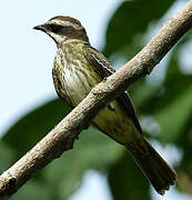 Piratic Flycatcher