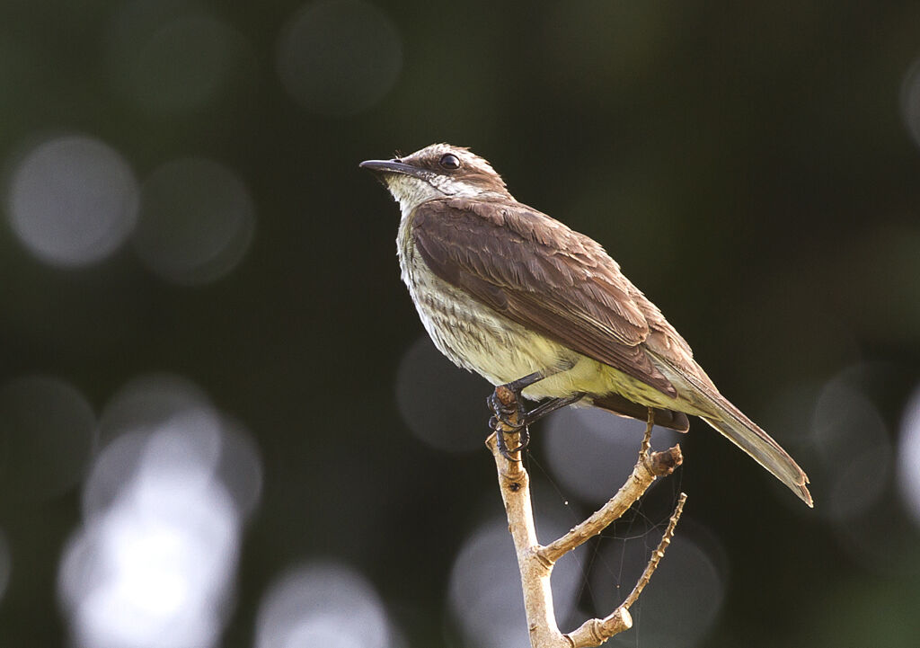 Piratic Flycatcher