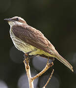 Piratic Flycatcher