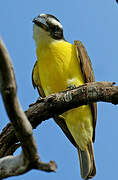 Boat-billed Flycatcher