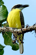 Boat-billed Flycatcher