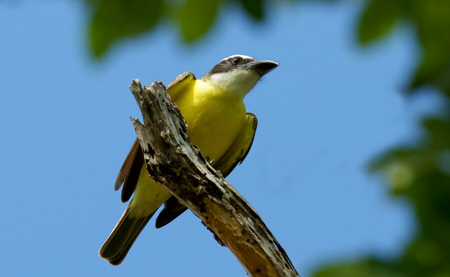 Boat-billed Flycatcher