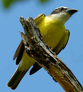 Boat-billed Flycatcher