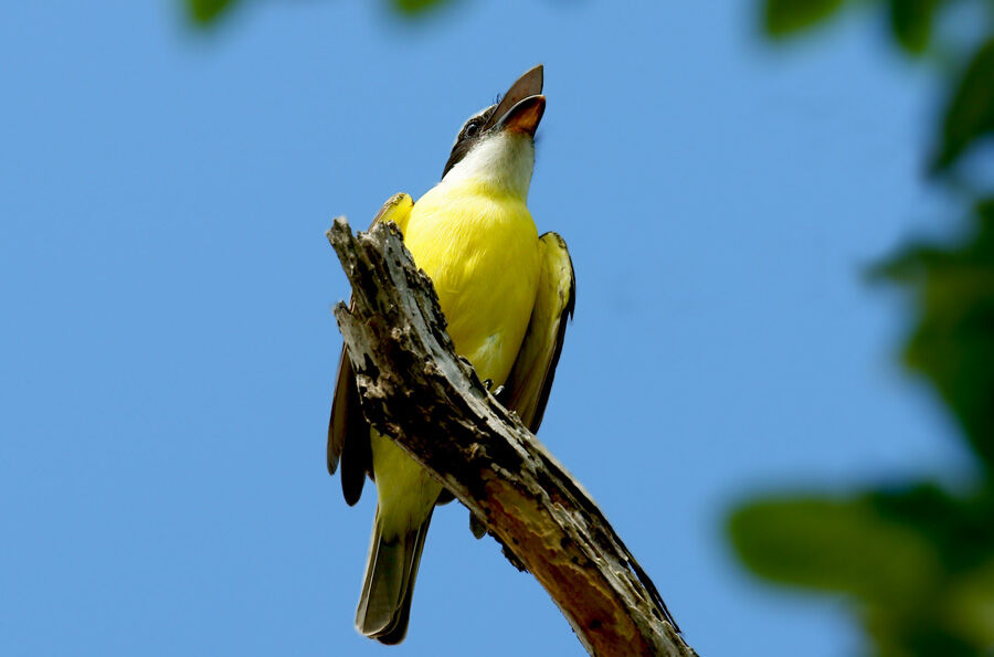 Boat-billed Flycatcher