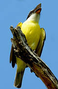 Boat-billed Flycatcher