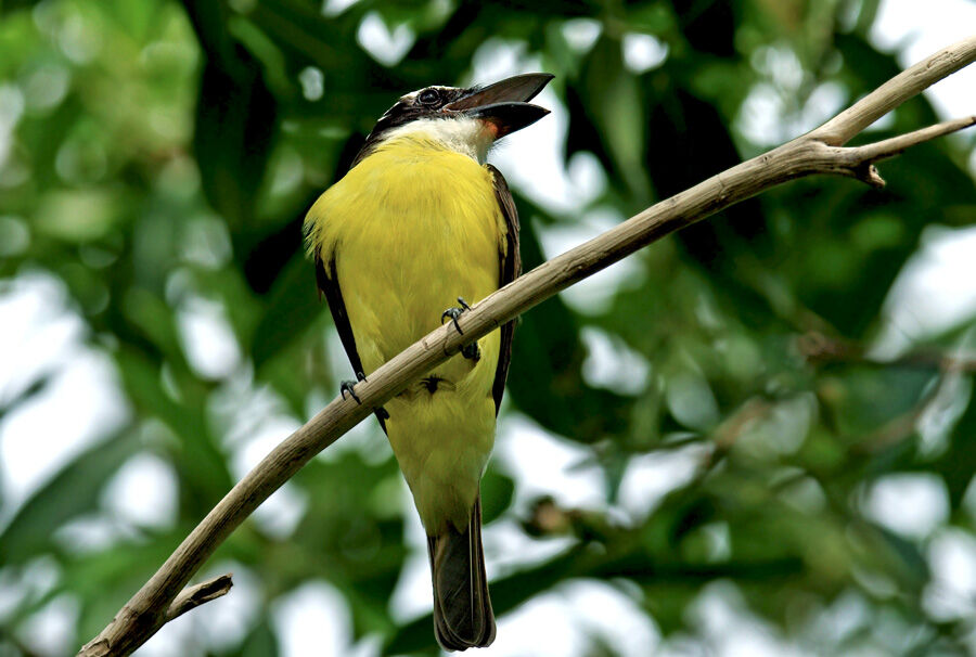 Boat-billed Flycatcher