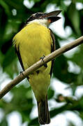 Boat-billed Flycatcher