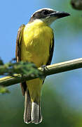 Boat-billed Flycatcher