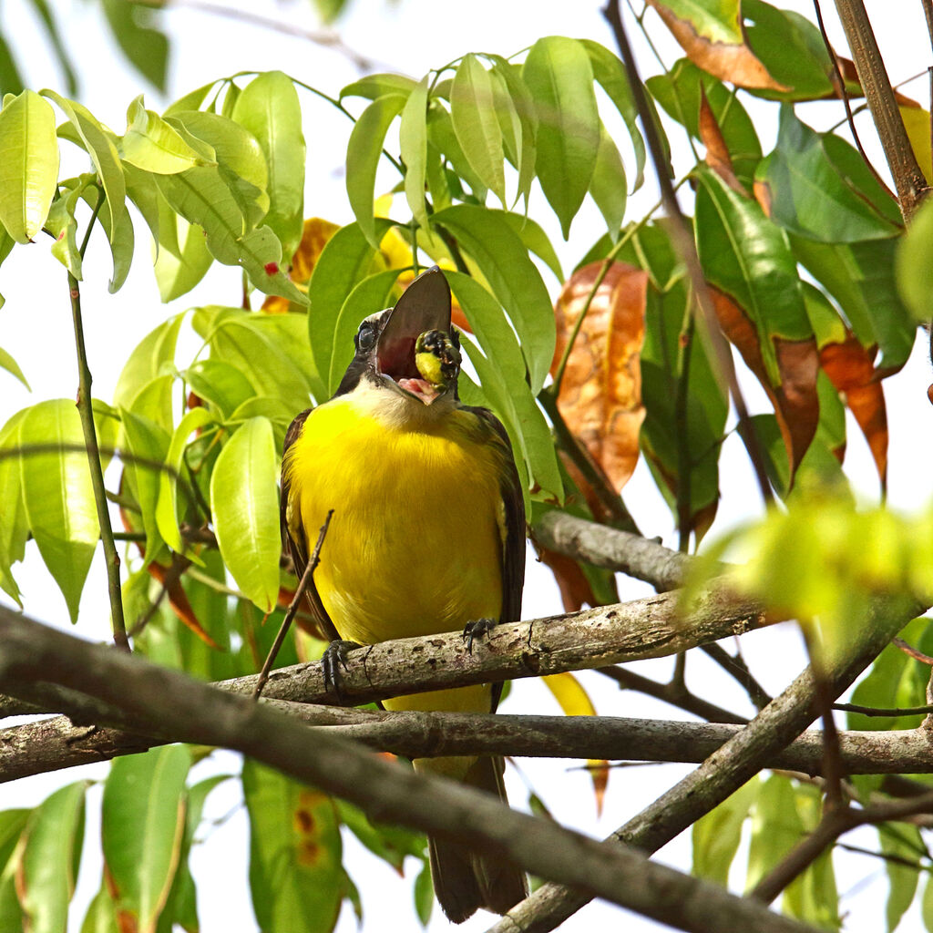 Boat-billed Flycatcher, feeding habits