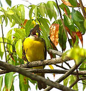 Boat-billed Flycatcher