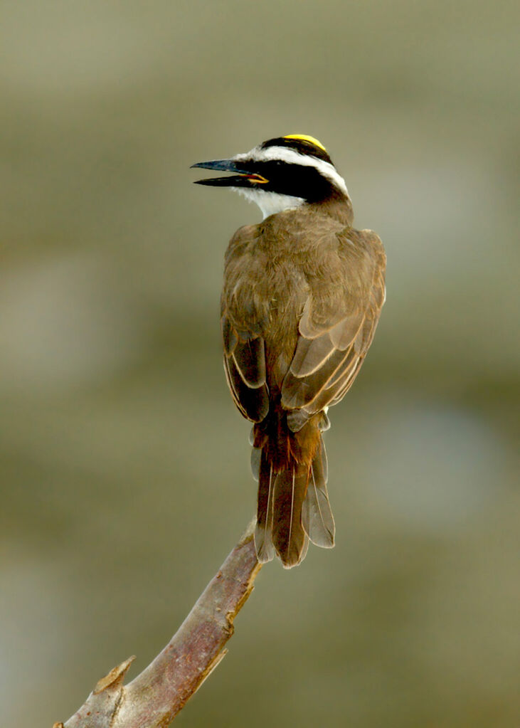 Great Kiskadee, identification