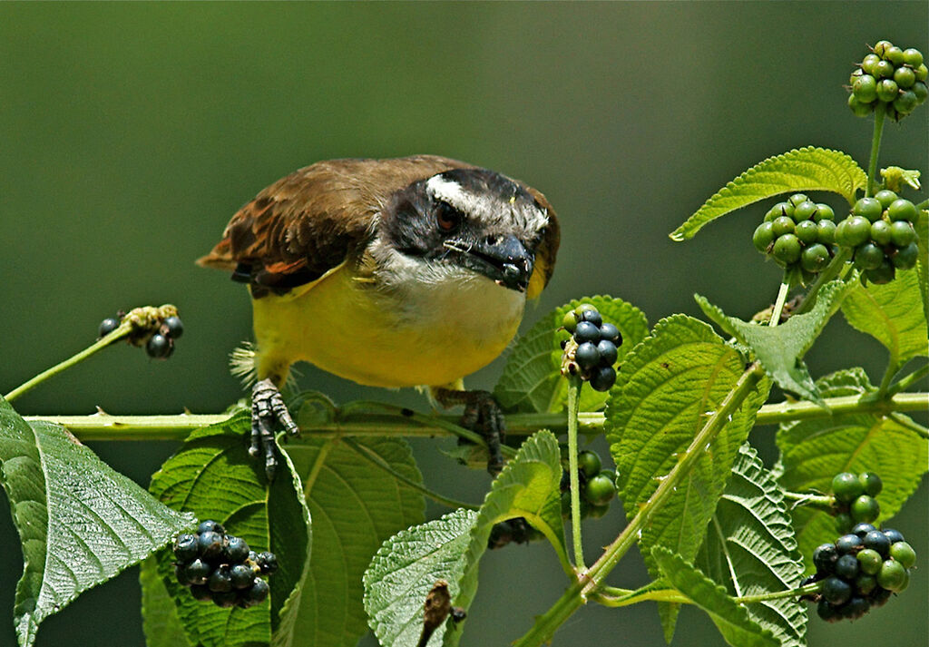 Great Kiskadee